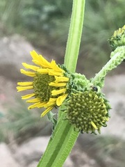 Verbesina tetraptera