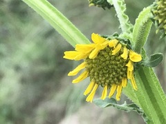 Verbesina tetraptera