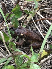 Osteopilus septentrionalis