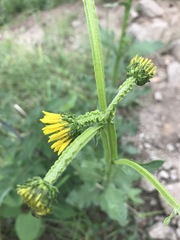 Verbesina tetraptera