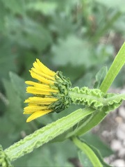 Verbesina tetraptera