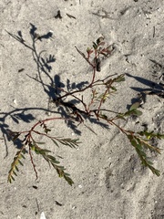 Phyllanthus abnormis