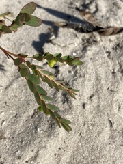 Phyllanthus abnormis