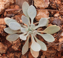 Physaria chambersii