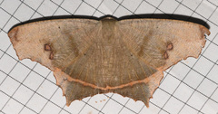Euclysia carneata