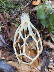 Clathrus chrysomycelinus