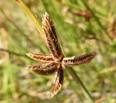 Cyperus laevigatus