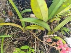 Rodriguezia lanceolata