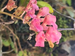 Rodriguezia lanceolata