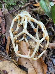 Clathrus chrysomycelinus