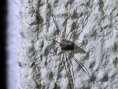 Dicranopalpus caudatus