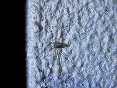 Dicranopalpus caudatus