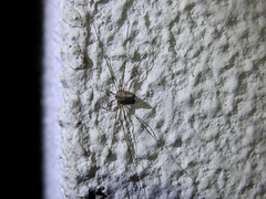 Dicranopalpus caudatus