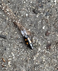 Glischrochilus quadripunctatus