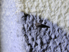 Dicranopalpus caudatus