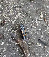 Glischrochilus quadripunctatus