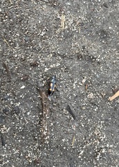 Glischrochilus quadripunctatus