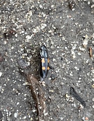 Glischrochilus quadripunctatus