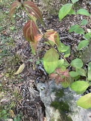 Cornus kousa