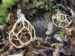 Clathrus chrysomycelinus