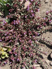 Lythrum tribracteatum