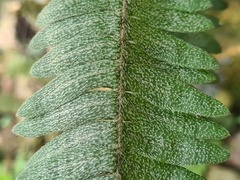 Pleopeltis bombycina