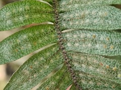 Pleopeltis bombycina