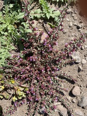 Lythrum tribracteatum