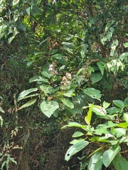 Miconia brachycalyx