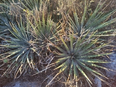 Hechtia podantha