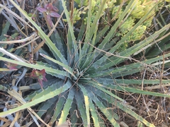 Hechtia podantha