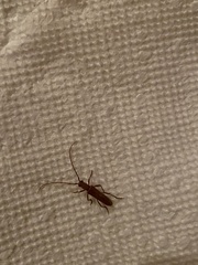 Aneflomorpha lineare