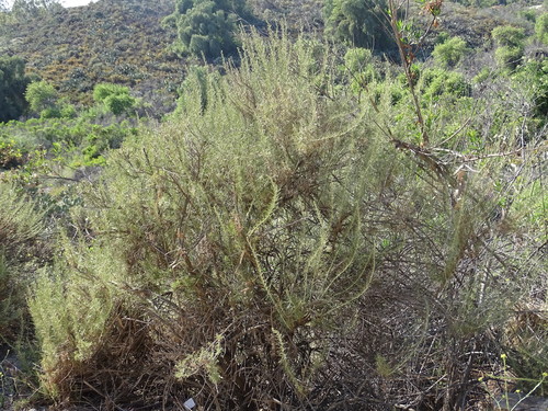 Artemisia californica