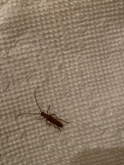 Aneflomorpha lineare