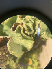 Parmotrema hypoleucinum