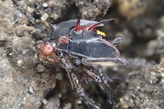 Alchisme tridentata
