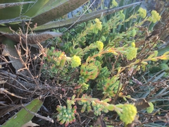 Sedum pachyphyllum