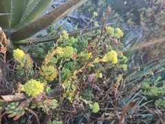 Sedum pachyphyllum