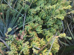 Sedum pachyphyllum
