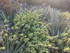 Sedum pachyphyllum