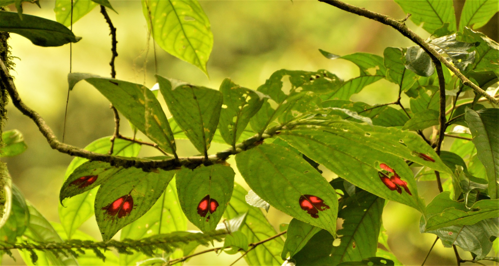 Columnea sanguinea