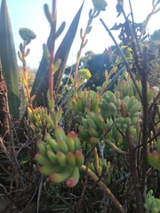 Sedum pachyphyllum