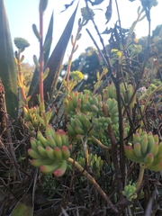 Sedum pachyphyllum