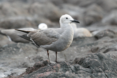 Leucophaeus modestus