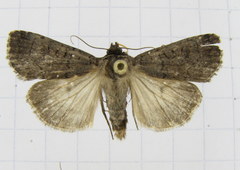 Protolampra rufipectus