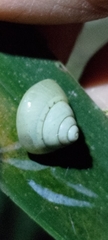 Satsuma phoenicis