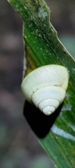 Satsuma phoenicis