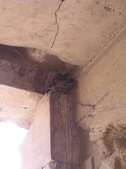 Streptopelia senegalensis