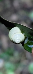 Satsuma phoenicis