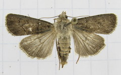Protolampra rufipectus